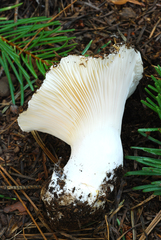 Hygrophorus subalpinus image