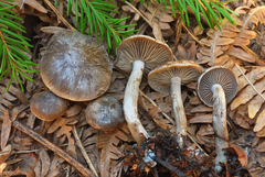 Clitocybe glacialis image