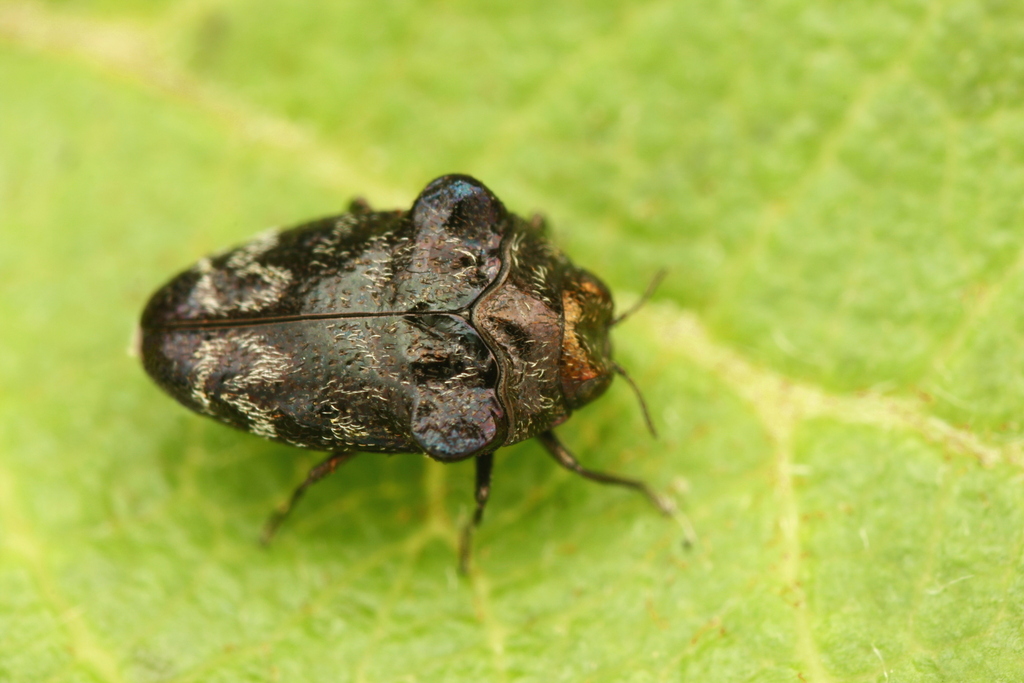 Trachys reflexus