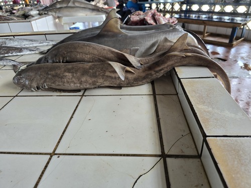 Brown-banded Bamboo Shark