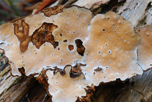 Heterobasidion occidentale Otrosina & Garbel.