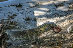 Nile Monitor photo 4