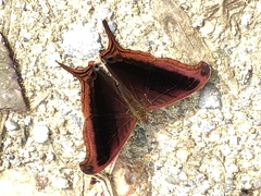 Marpesia zerynthia