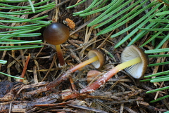 Mycena nivicola image