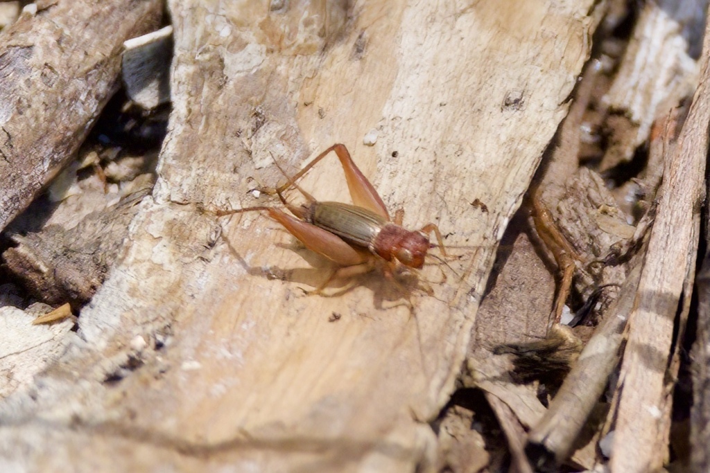 Trigonidium infuscatum