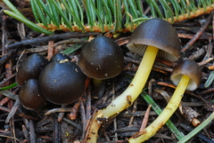 Mycena nivicola image