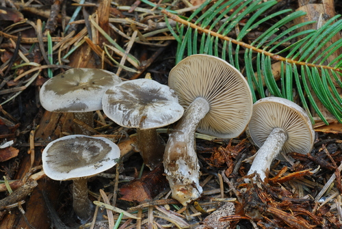 Snowmelt Clitocybe