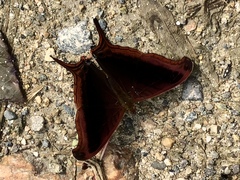 Marpesia zerynthia