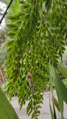 Sphenomeris chinensis iNat (1)