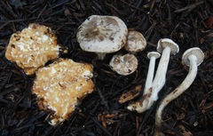 Clitocybe sclerotoidea image