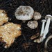 Parasitic Clitocybe - Photo (c) Christian Schwarz, some rights reserved (CC BY-NC), uploaded by Christian Schwarz