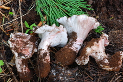 Hygrophorus purpurascens image