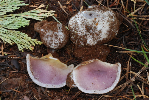 Sarcosphaera