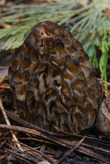 Morchella snyderi image