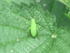 Leptophyes punctatissima