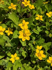 Chrysogonum