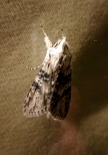 Cucullia absinthii
