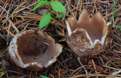 Sarcosphaera coronaria image