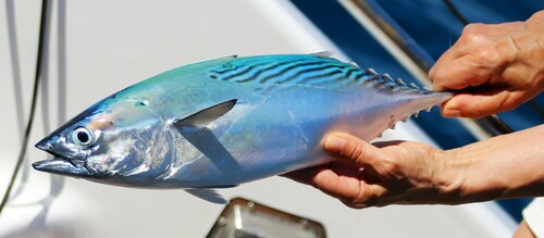 Mackerel Tuna