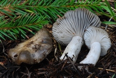 Hygrophorus marzuolus image