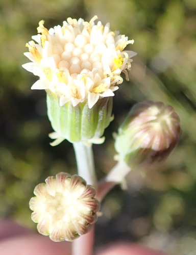 Curio talinoides