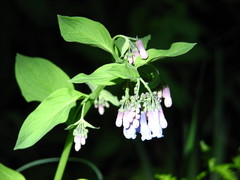 Mertensia lanceolata