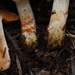 Cortinarius flavobasilis - Photo (c) Christian Schwarz, alguns direitos reservados (CC BY-NC), uploaded by Christian Schwarz