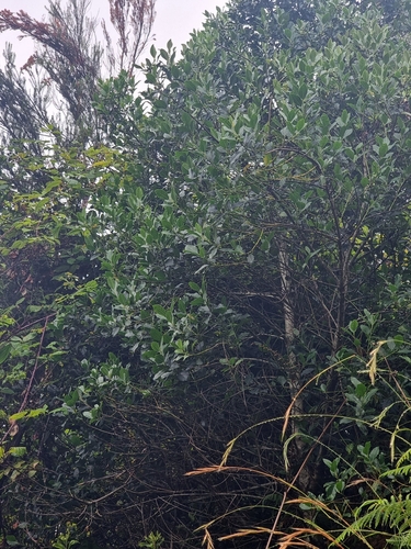 Image of Ilex canariensis by (c) Vítor Jorge, some rights reserved (CC BY)