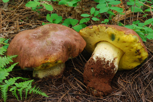 Butyriboletus primiregius
