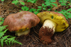 Spring Butter Bolete - Photo (c) Christian Schwarz, some rights reserved (CC BY-NC), uploaded by Christian Schwarz