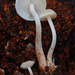 Collybia bakerensis - Photo (c) Christian Schwarz,  זכויות יוצרים חלקיות (CC BY-NC), הועלה על ידי Christian Schwarz