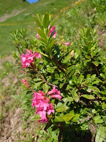 Hairy alpenrose