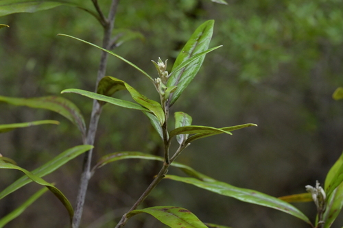 Image of Corokia buddleioides by (c) Christopher Stephens, some rights reserved (CC BY-SA)