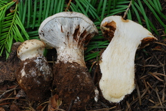 Cortinarius magnivelatus image