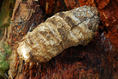 Fomitopsis officinalis image