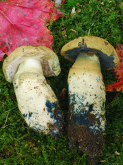 Gyroporus cyanescens image