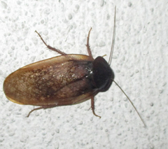 Homoeogamia mexicana