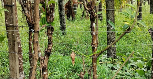 Northern Western Ghats Vine Snake