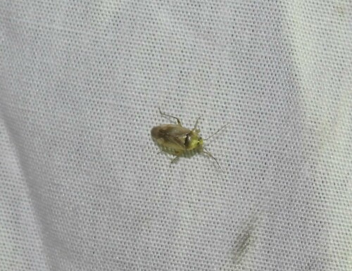 European Tarnished Plant Bug, Vlashof, 5011 Tilburg, Netherlands, photo 8 of 10