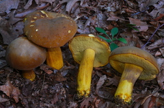 Boletus auripes image