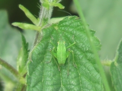 Leptophyes punctatissima