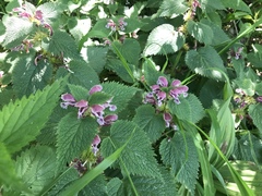 Lamium orvala