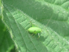 Leptophyes punctatissima