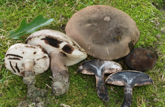 Tylopilus alboater image