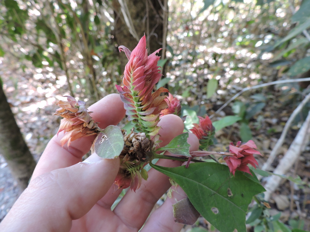 Lepidagathis floribunda; photograph (c) Fabrício Mil Homens Riella, some rights reserved (CC BY)