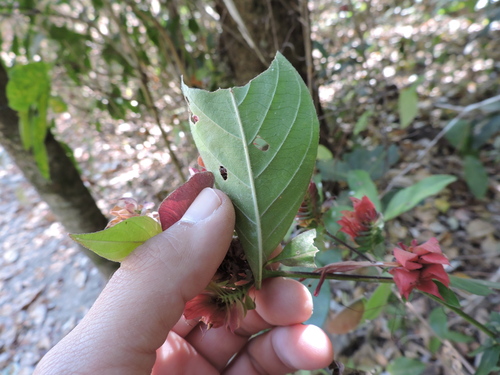 Lepidagathis floribunda, photograph 6