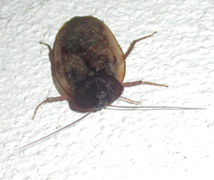 Homoeogamia mexicana