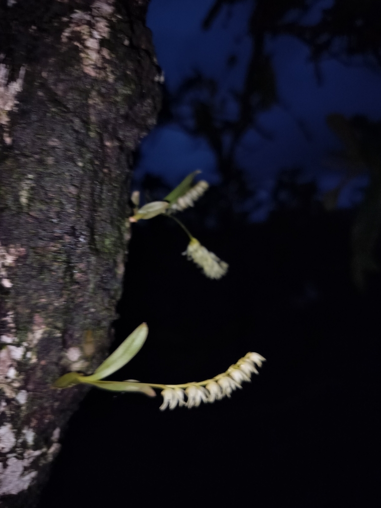 Porpax filiformis