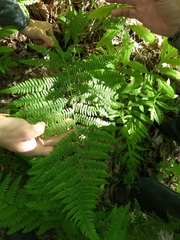 Athyrium