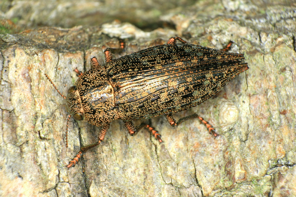 Dicerca alni